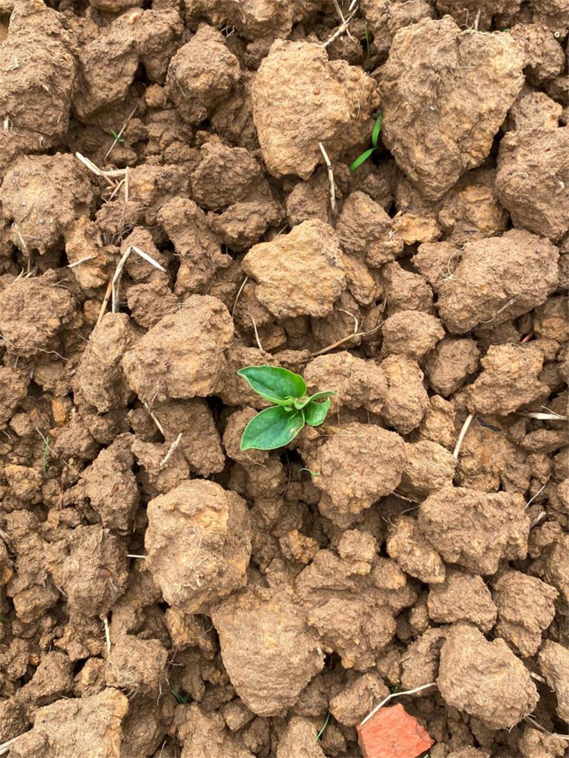 Eine junge Saubohnen-Pflanze
