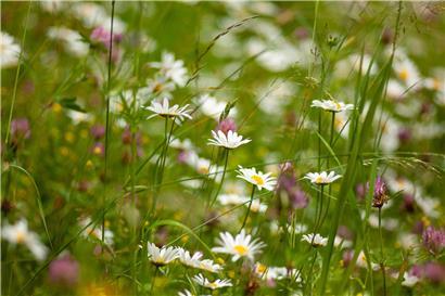 Ungemähte Wiese mit vielfältiger Pflanzen- und Insektenwelt als natürlicher Lebensraum für Tiere