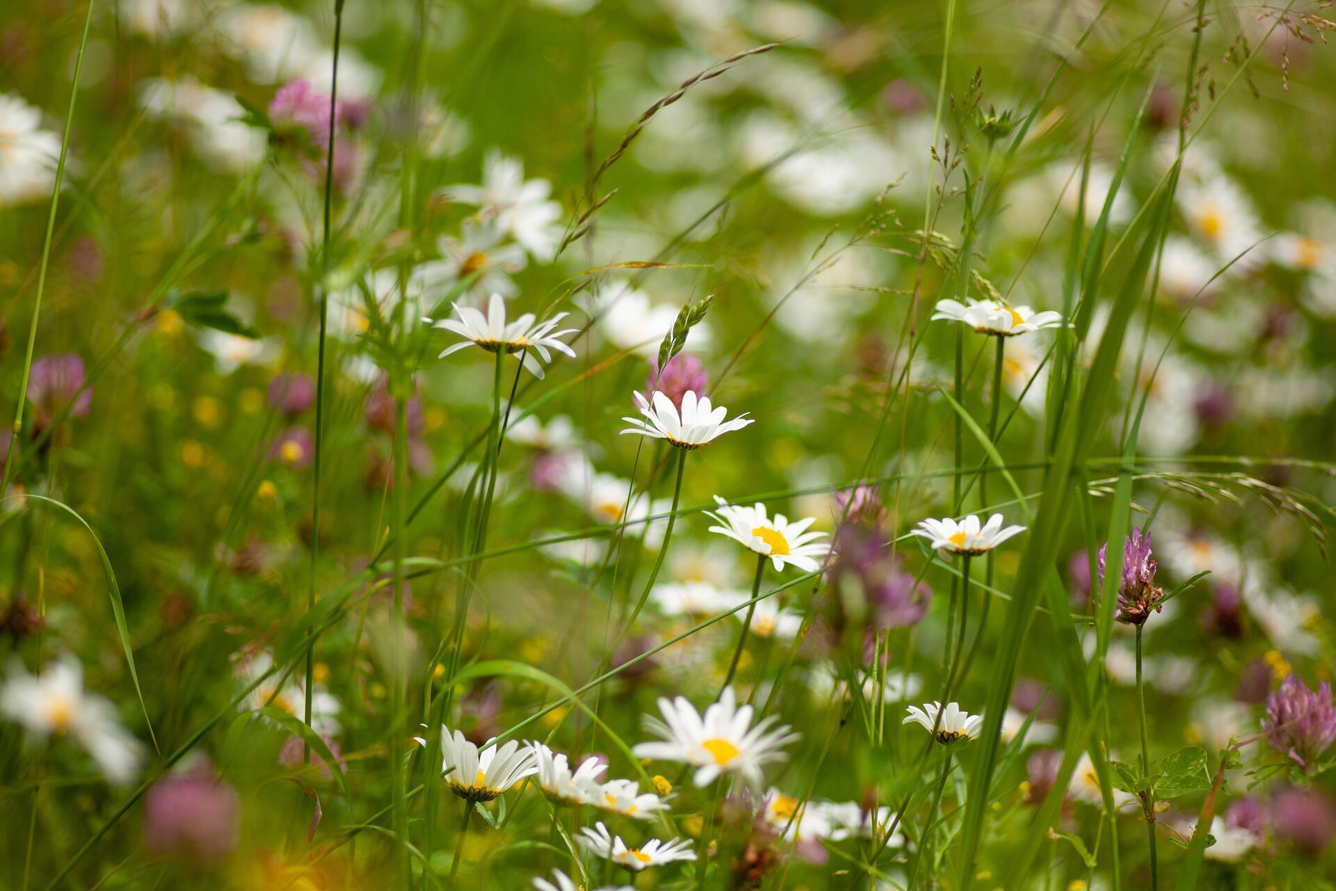 Refrain from mowing for the sake of bees and other pollinators