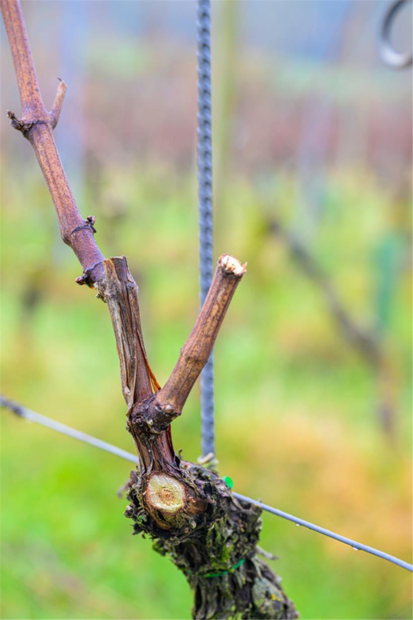 Einer Rebe bleibt bestehen, der Rest wird zurückgeschnitten. Mit der Ausnahme eines Strunkes, der im kommenden Jahr die Weintrauben tragen soll.
