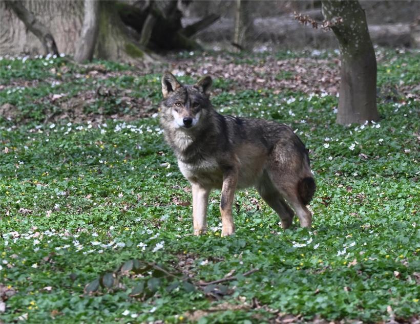 Einer der beiden Neulinge lief uns gerade vor die Kamera, der Park hofft auf Nachwuchs bei der vom Aussterben bedrohten Wolfsart
