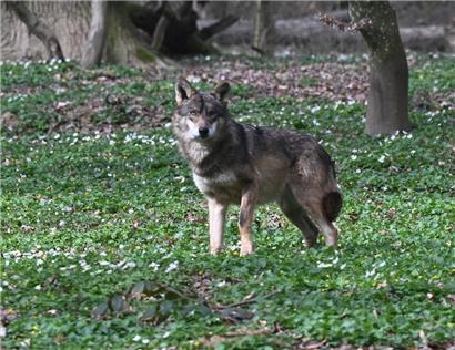 Einer der beiden Neulinge lief uns gerade vor die Kamera, der Park hofft auf Nachwuchs bei der vom Aussterben bedrohten Wolfsart
