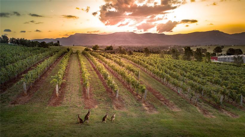 Einige Rebflächen in Australien sehen aus, als seien sie von Raureif bedeckt
