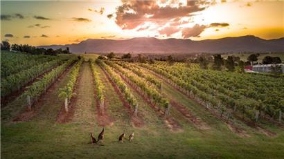 Einige Rebflächen in Australien sehen aus, als seien sie von Raureif bedeckt
