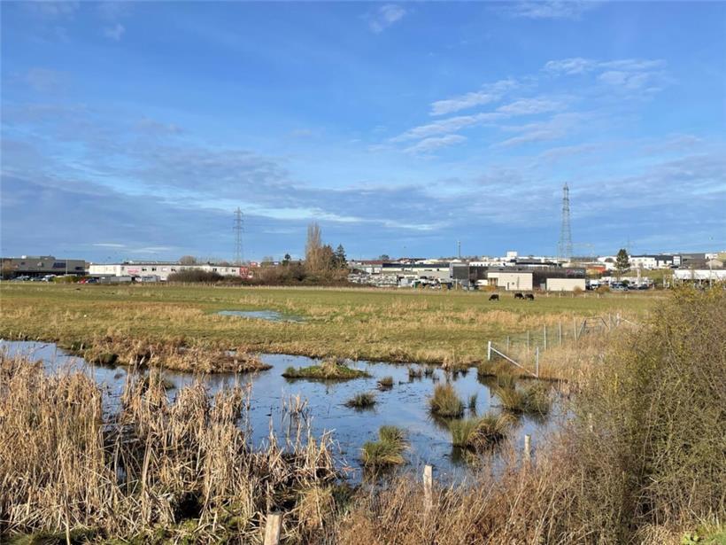 Einmal zwischen dem Gewerbegebiet „Op Herbett“ und Foetz und einmal neben der Landstraße in Richtung Bergem stehen die Büffel der Schifflinger Herde, die das Naturschutzgebiet „Dumontshaff“ beweidet
