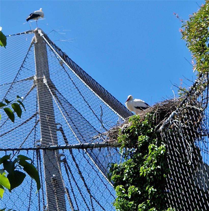 Eins von vielen Vogelnestern in und rund um Basel

