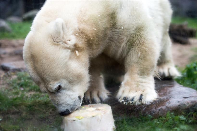 Eisbärdame Antonia im Zoo in Gelsenkirchen (Nordrhein-Westfalen) Ende 2017 mit einer Eistorte mit Obst- und Gemüsefüllung
