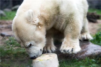 Eisbärdame Antonia im Zoo in Gelsenkirchen (Nordrhein-Westfalen) Ende 2017 mit einer Eistorte mit Obst- und Gemüsefüllung
