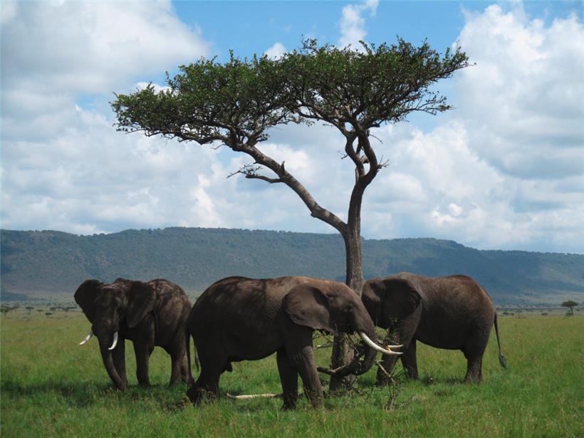  Elefantenbullen im Masai-Mara-Nationalpark in Kenia
