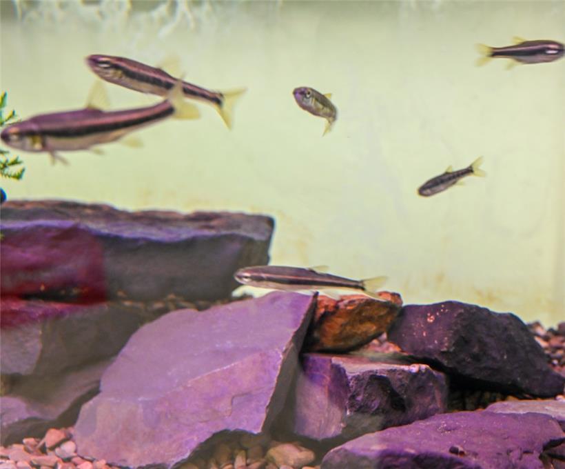 Elritzen, die Wirte der Bachmuscheln in einem der Aquarien