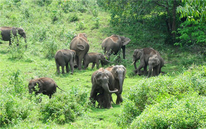 En Afrique, des éléphants sont tués chaque jour
