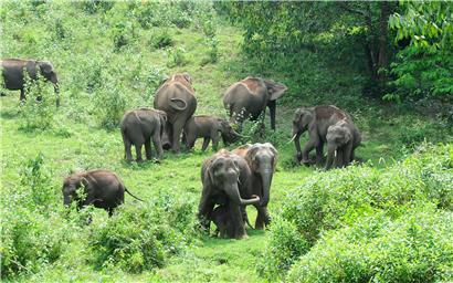En Afrique, des éléphants sont tués chaque jour
