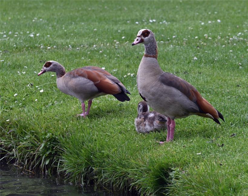 Enten laufen einem im Merscher Park immer wieder über den Weg
