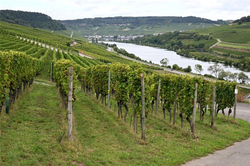 Entlang der Mosel gibt es auf beiden Seiten interessante Winzer und Weingüter
