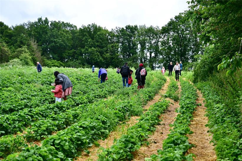 Erdbeeren so weit das Auge sieht