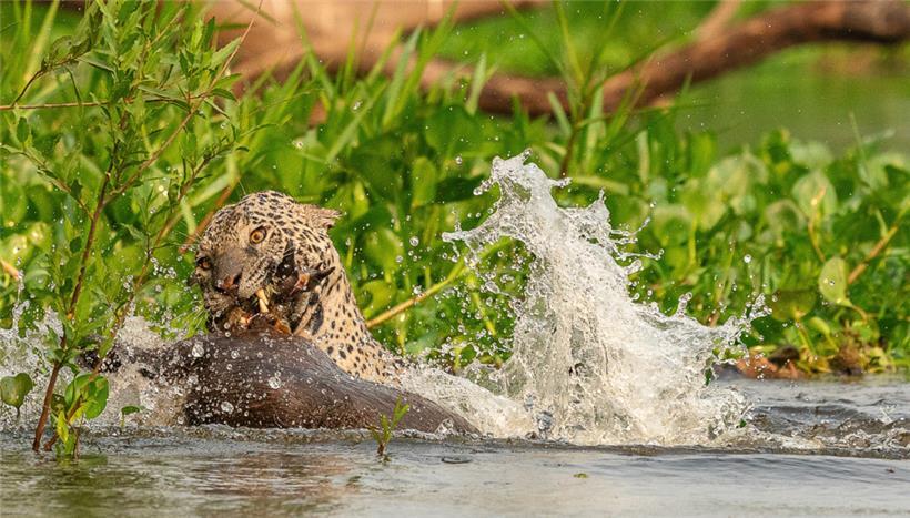 Erfolgreiche Jagd auf ein Capybara. Sehr selten zu beobachten.
