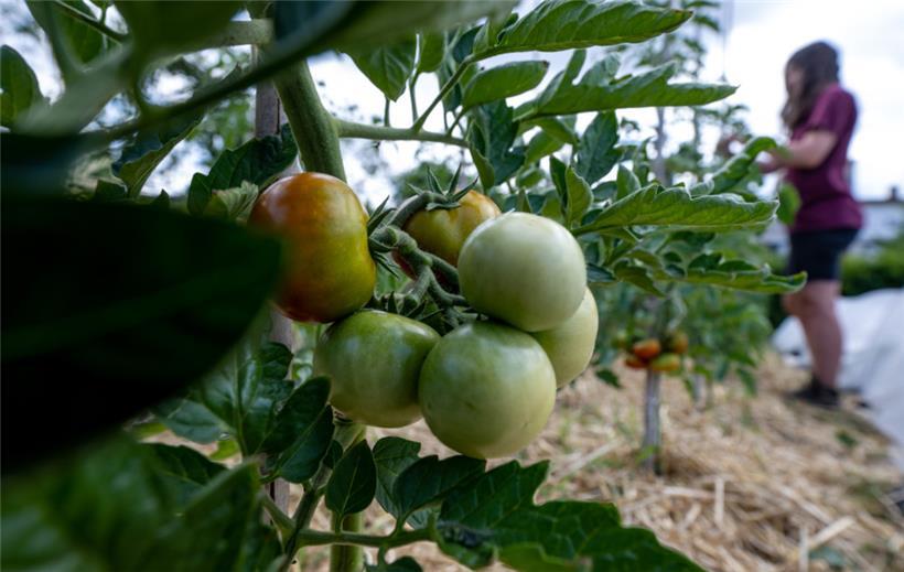 Ernährungssouveränität ist einer der zentralen Punkte einer nachhaltigen Entwicklung

