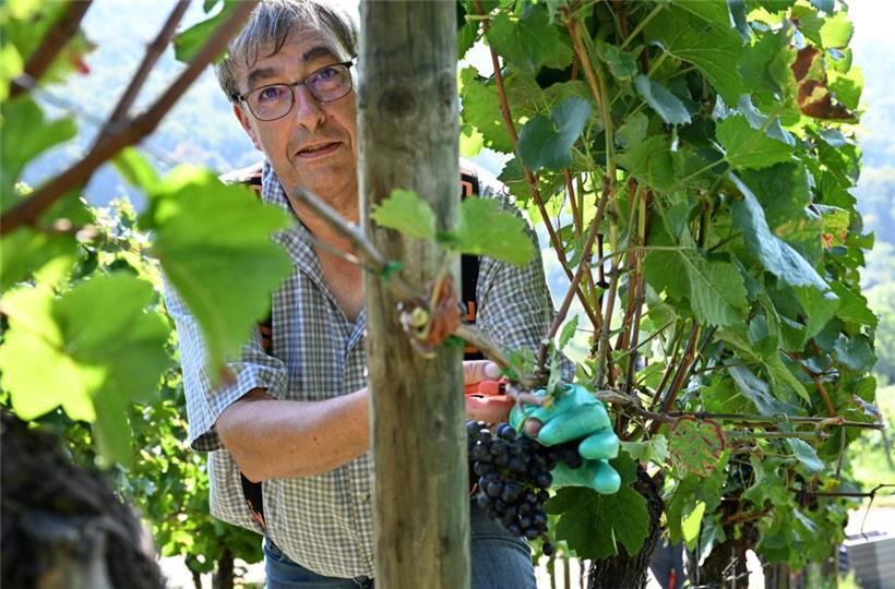 Ernehelfer bei Henri Ruppert in Schengen: Er liest schon seit Mitte vergangener Woche
