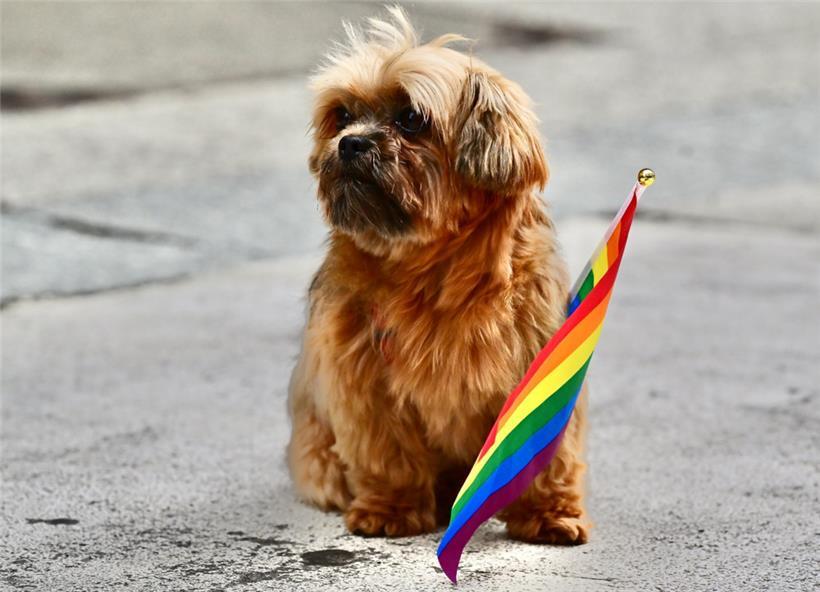 Erst wenn Tom Weidig bei der nächsten Pride die Fahne schwingt, glaubt der Politflüsterer ihm – ein bisschen
