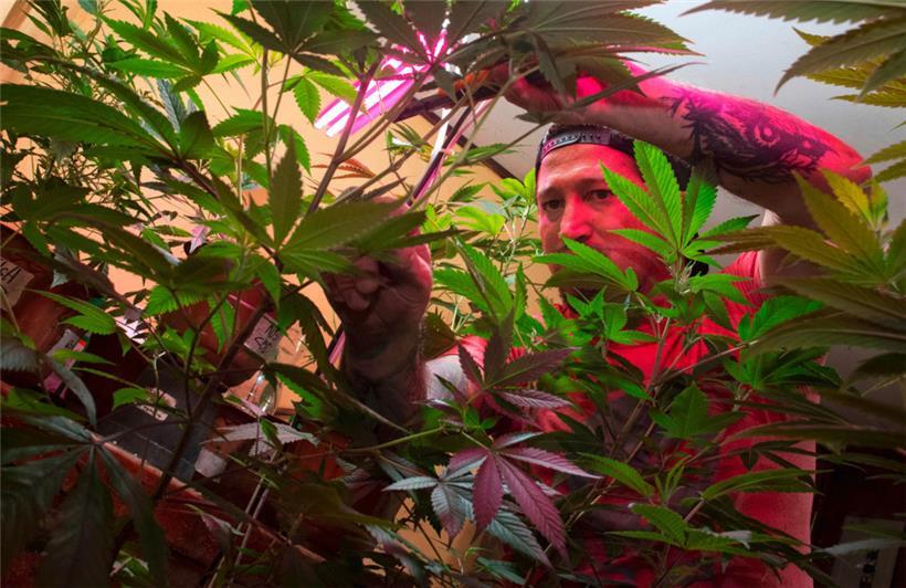 Erwachsene sollen in Zukunft die Samen für ihre Cannabispflanzen in ausgewählten Läden oder online erwerben können

