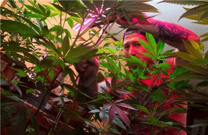 Erwachsene sollen in Zukunft die Samen für ihre Cannabispflanzen in ausgewählten Läden oder online erwerben können
