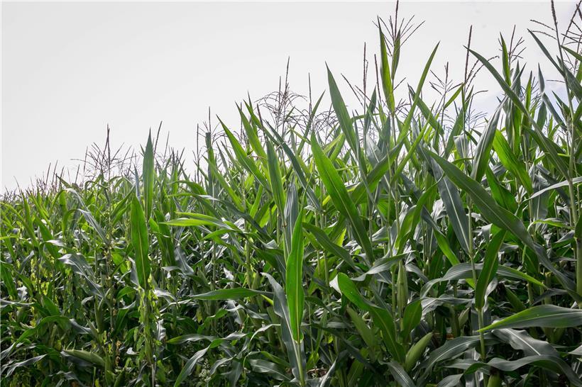 Es fehlt eine Bestandsaufnahme von Produzenten, Verarbeitern und Vermarktern im ...