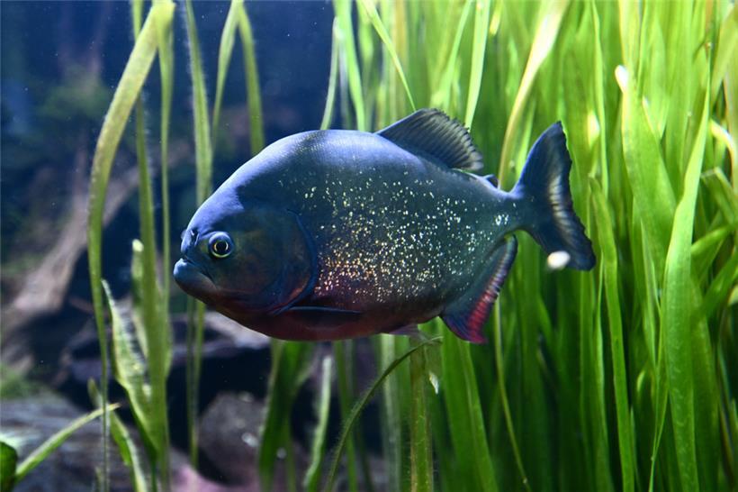 Es gibt fast 200 Tierarten im Märchenpark. Einige darf man sogar streicheln. Die...