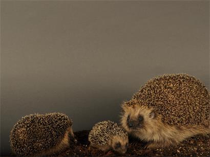 Es waren einmal drei: Hier ist die Igelfamilie noch beieinander