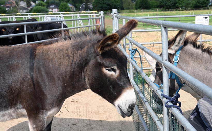 Esel sind gutmütige und geduldige Tiere
