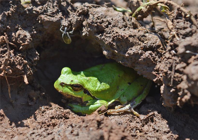 Europäischer Laubfrosch