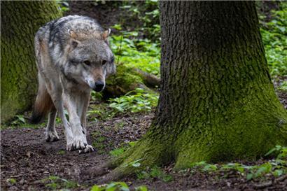 Experten zufolge zeigt das Tier ein atypisches und beunruhigendes Verhalten
