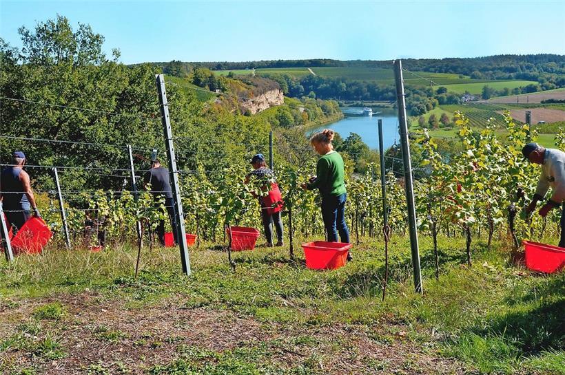 Fantastisches Panorama des Moseltals hier vom Stadtbredimuser Dieffert aus
