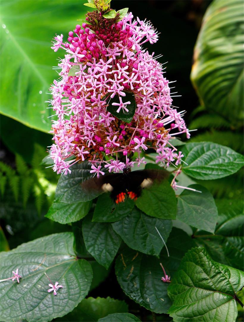 Farbenprächtige Vermählung zwischen Flora und Fauna
