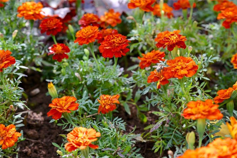 Farbtupfer im manchmal grauen Alltag