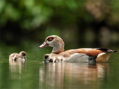 Fast alle im Wildtierzentrum Saarland gepflegten Nilgänse konnten inzwischen wieder freigelassen werden