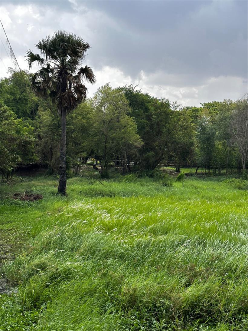 Felder, die zu Massengräbern wurden

