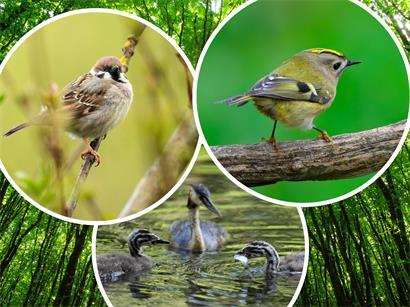 Feldsperling, Wintergoldhähnchen und Haubentaucher stehen zur Wahl: Einer von ihnen wird zum Vogel des Jahres 2027 gekürt