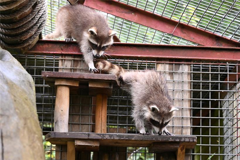 Flipsi und Sachi auf Futtersuche im neuen Zuhause
