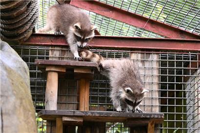 Flipsi und Sachi auf Futtersuche im neuen Zuhause
