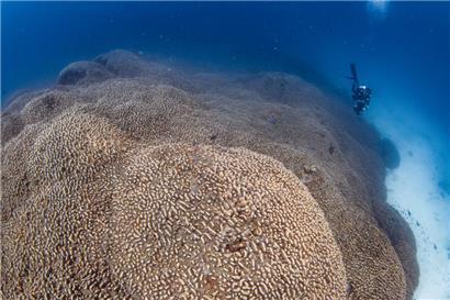Forscher des Programms Pristine Seas von National Georgraphic haben nach eigenen Angaben eine Koralle entdeckt, die größer ist als alle bislang bekannten
