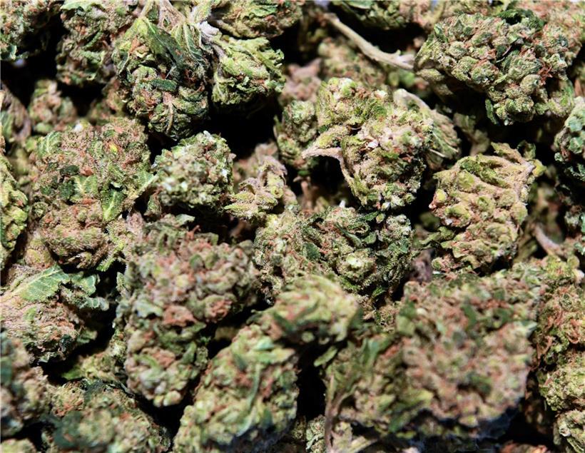 Forscher konnten einen medizinischen Nutzen der Hanfpflanze belegen