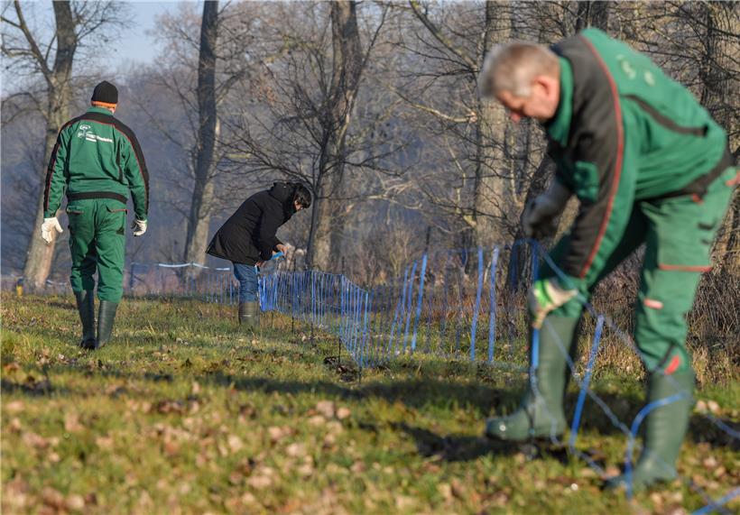 Forstwirte stellen einen Schutzzaun gegen die Afrikanische Schweinepest auf. 
