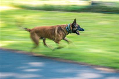 Freilaufende Hunde haben einen Polizeieinsatz ausgelöst
