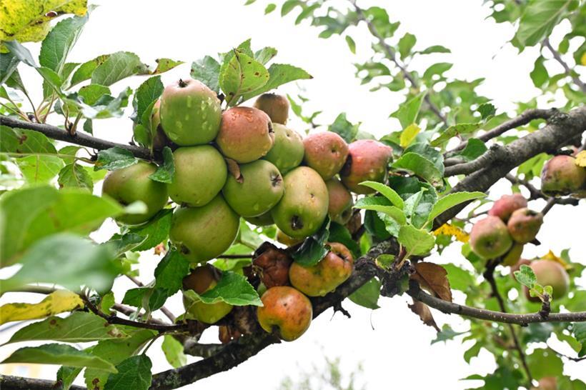 Frische Äpfel aus Luxemburg gefällig?
