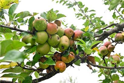 Frische Äpfel aus Luxemburg gefällig?
