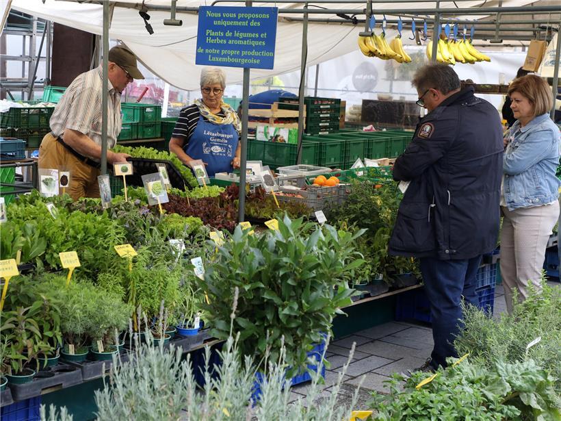 Frische Kräuter, Obst und Gemüse auf dem lebhaften Markt im Herzen der Hauptstadt kaufen