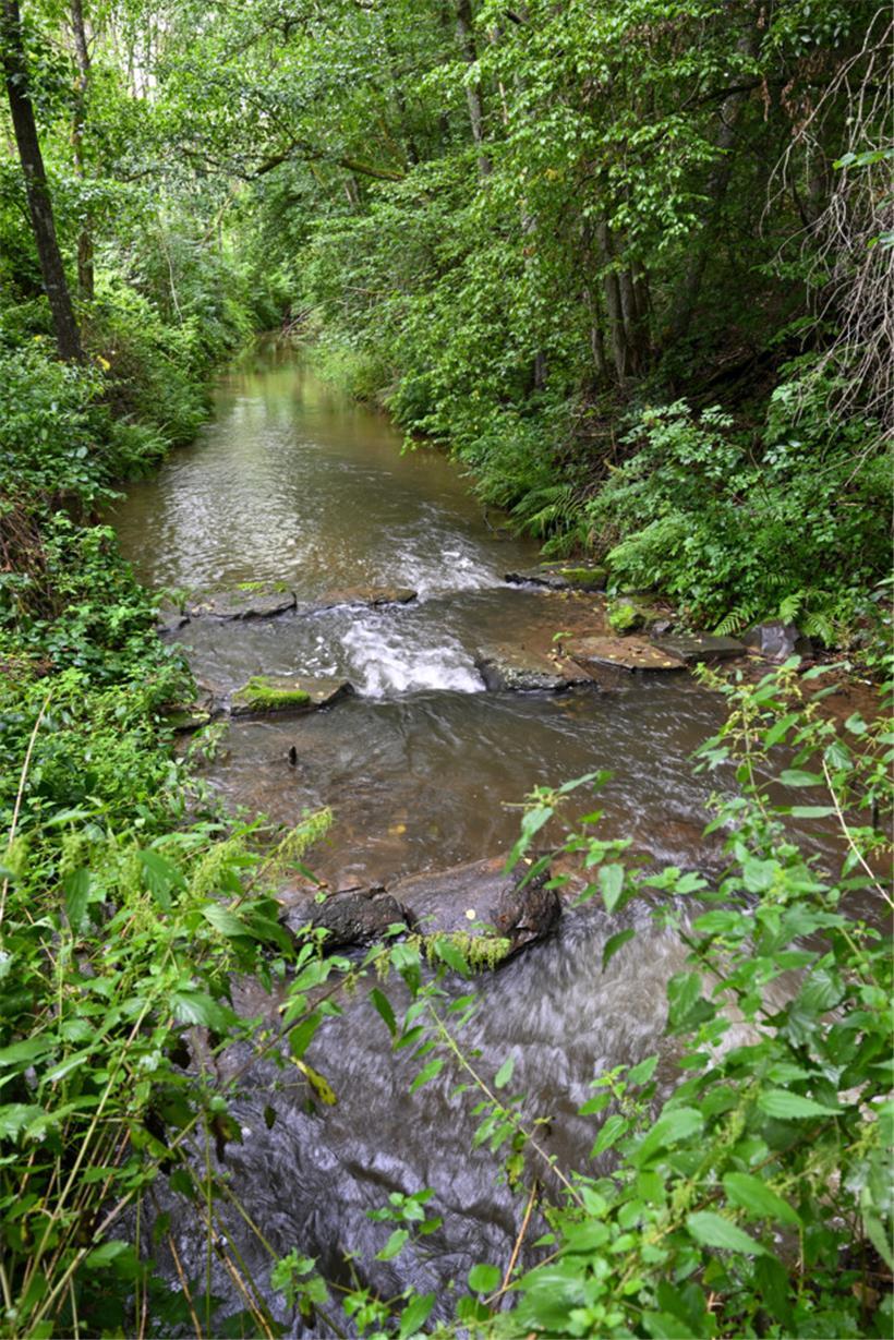 Früher gab es viele Bach- und Flussperlmuscheln in der Our
