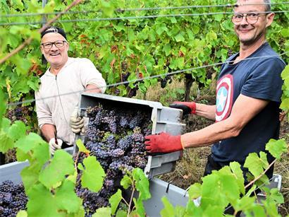 Früher undenkbar: Winzer beginnen bereits im August mit der Traubenlese