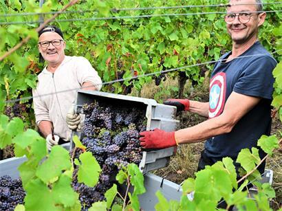 Früher undenkbar: Winzer beginnen bereits im August mit der Traubenlese