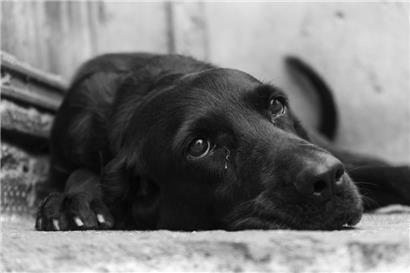 Fünf Hunde mussten vor zehn Tagen sterben
